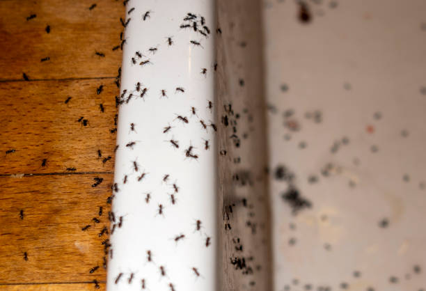 Wasp Removal Services in Lake Dallas, TX