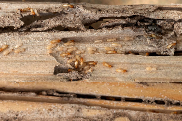 Reliable Lake Dallas, TX Pest Control Solutions