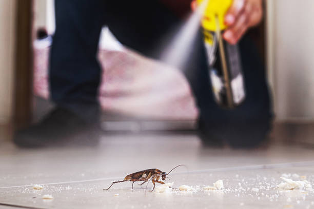 Best Local Pest Control Services  in Lake Dallas, TX