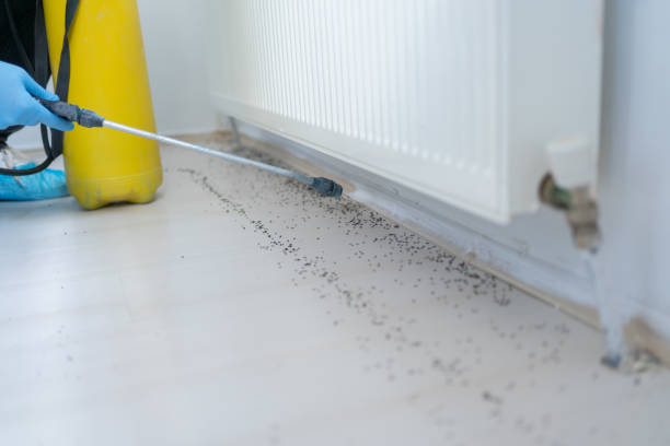  Lake Dallas, TX Pest Control Pros